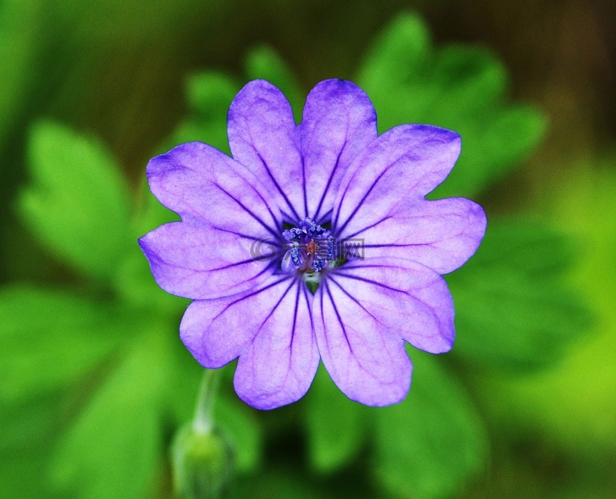 紫色,花,植物