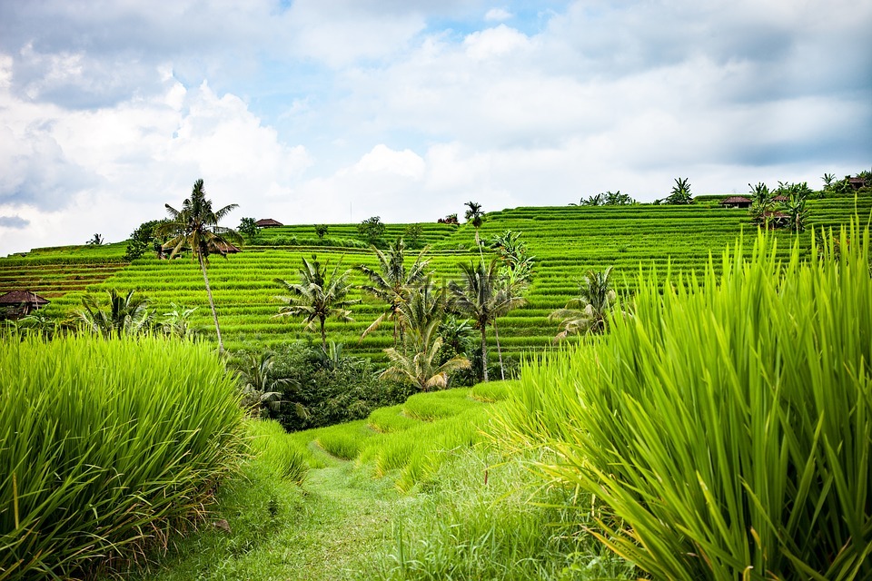 巴厘岛,水稻梯田,景观