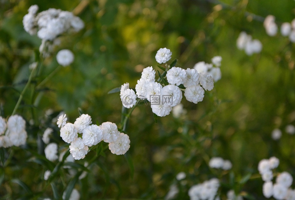 白色的花,小花朵,灌木