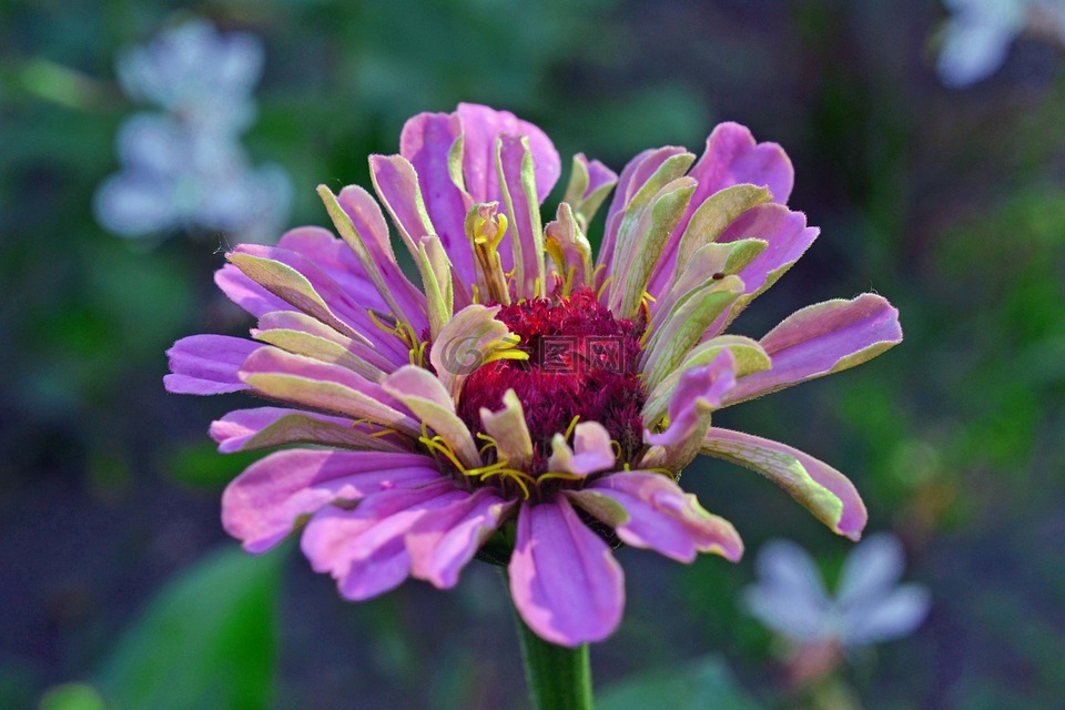 百日草,紫色的小花,夏季