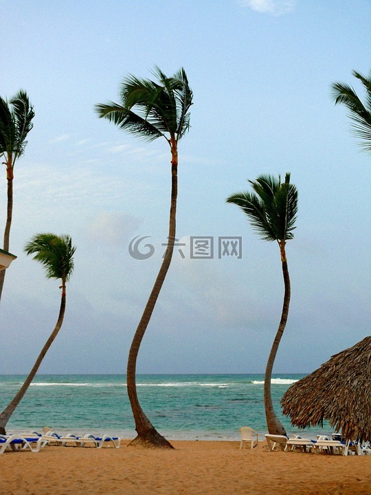 棕榈,树,海滩