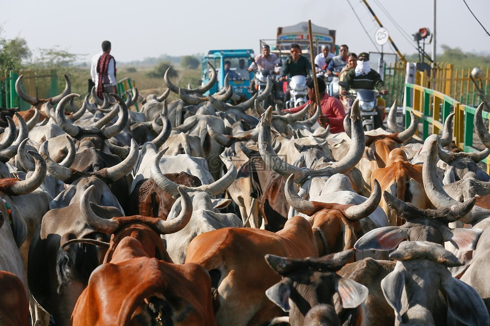 奶牛,印度,动物