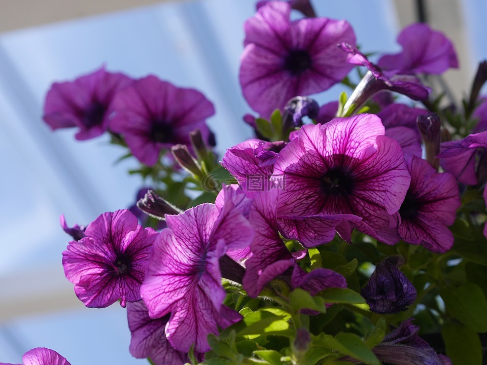 花,紫罗兰色,夏