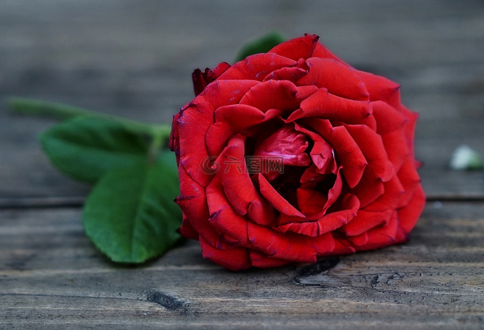 红玫瑰,花,爱