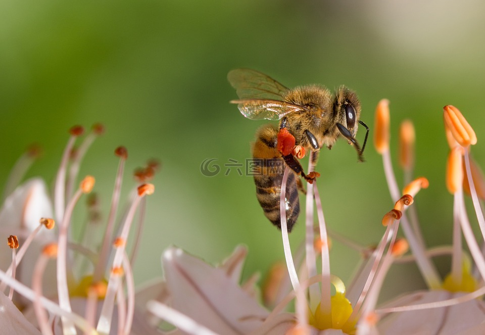 蜜蜂,春天,花