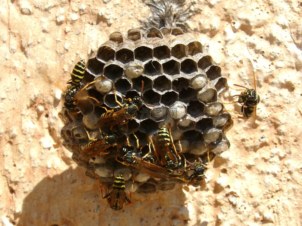 黄蜂'巢,黄蜂,株型