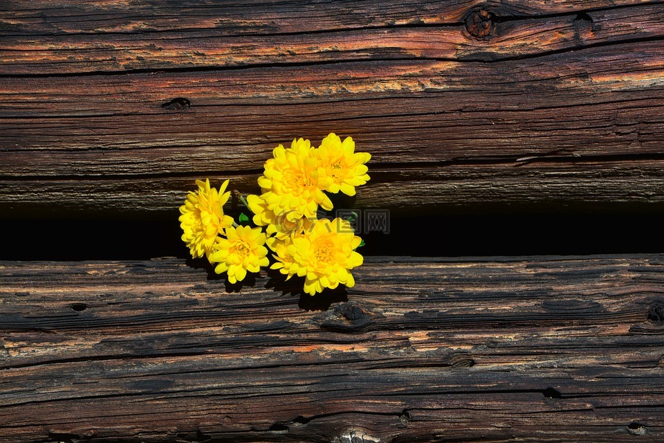 菊花,黄色,木