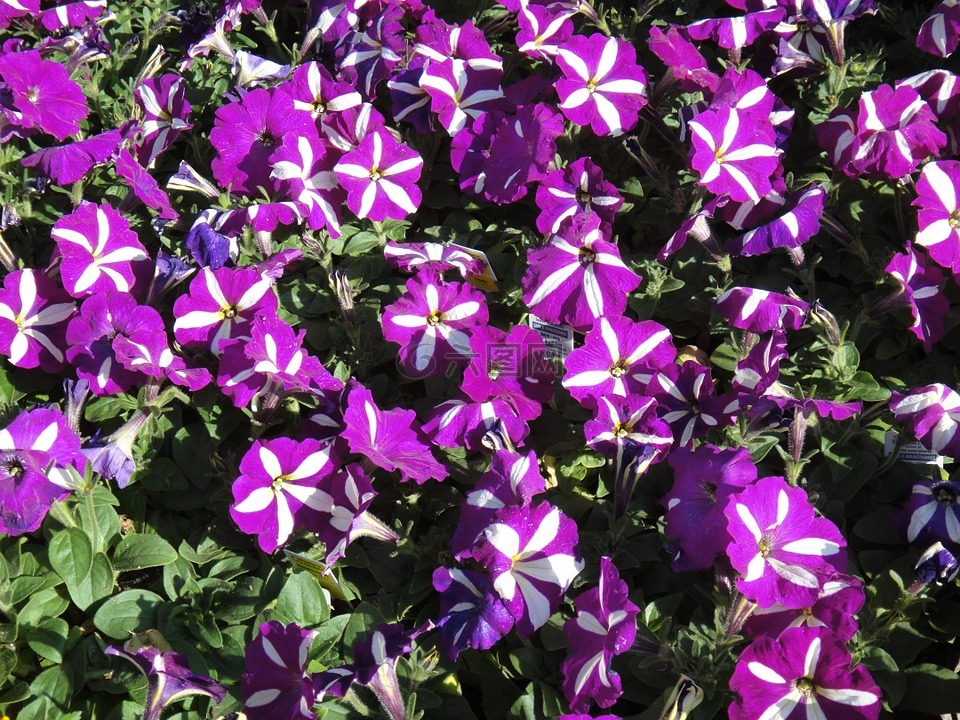 紫色,风铃,花