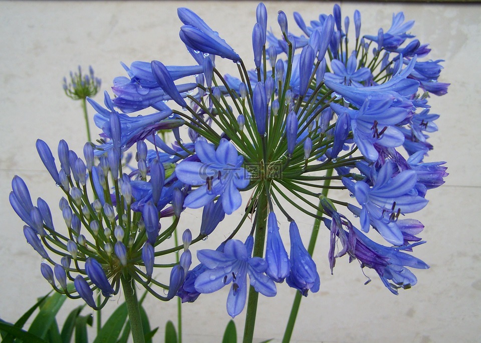 esőcseppes君子兰,蓝色的花,庭园