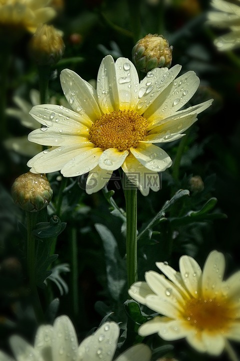 美女,花,花园