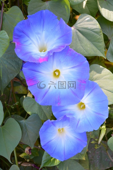 vetches,蓝色,鲜花
