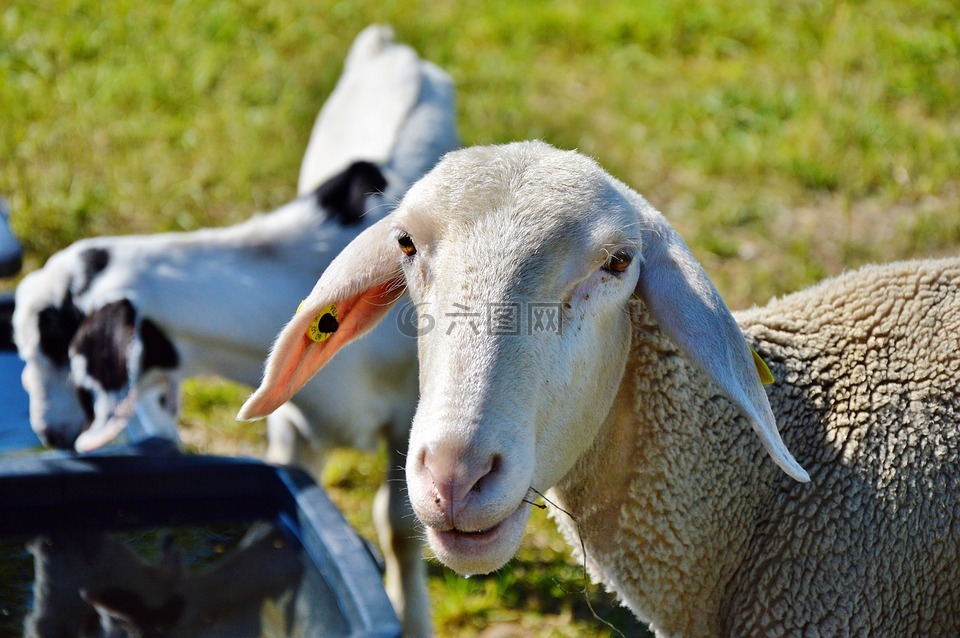 羊,schäfchen,牲畜