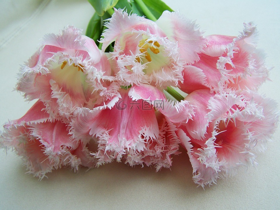 郁金香花束,淡粉色,切花