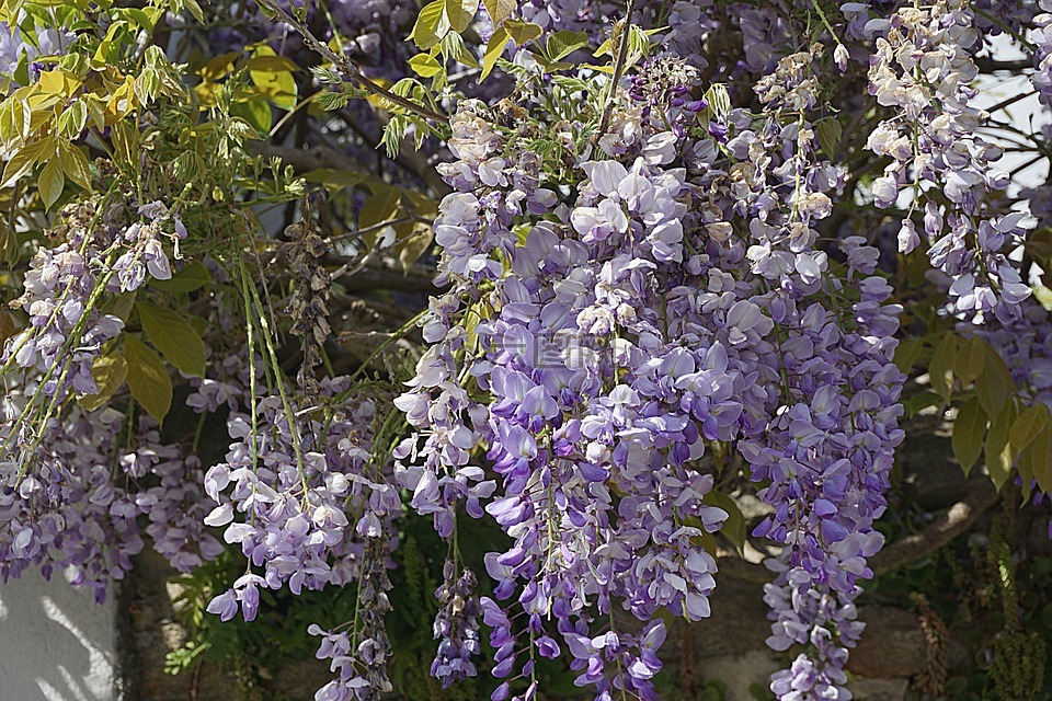 鲜花,紫藤,紫色
