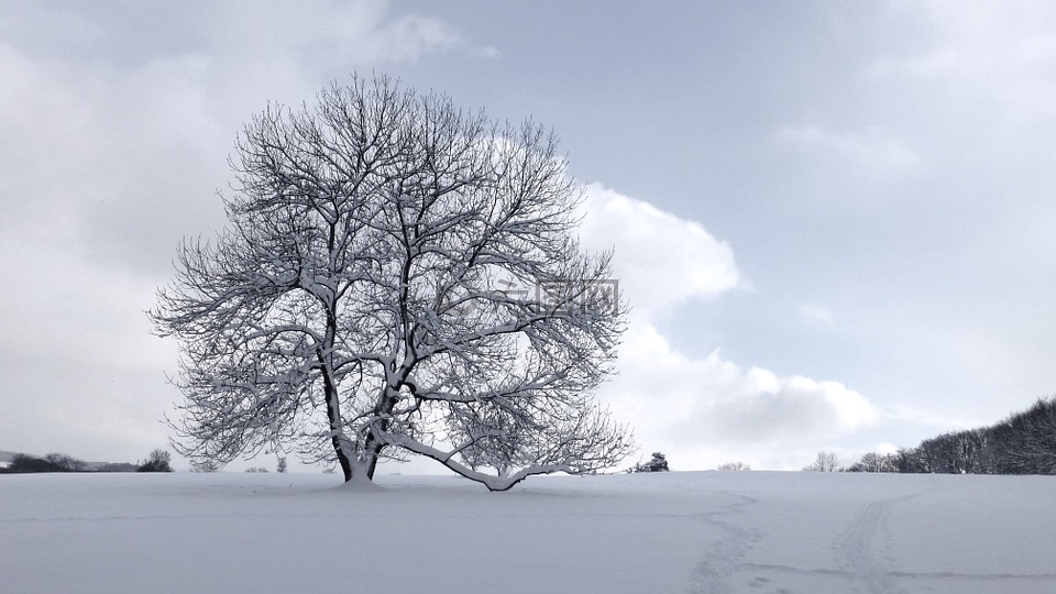 树,雪,冬天