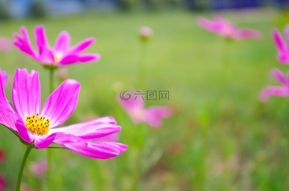 雏菊,紫色花,宇宙厂