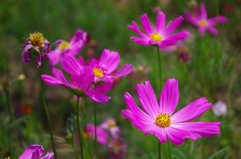 草地,雏菊,紫色花