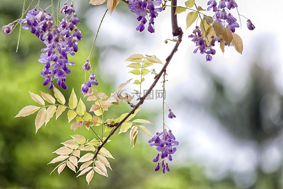 花,紫藤,春