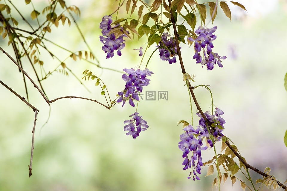 花,紫藤,春