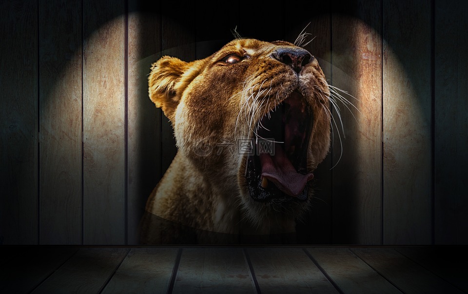 狮子,狮子头,牙齿