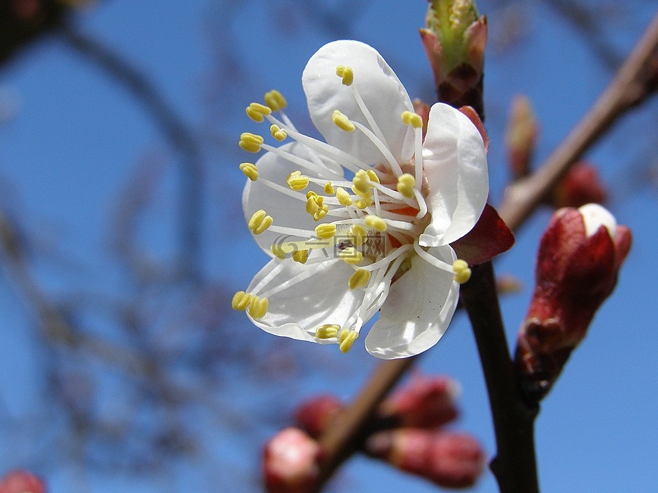 春天,花,樹