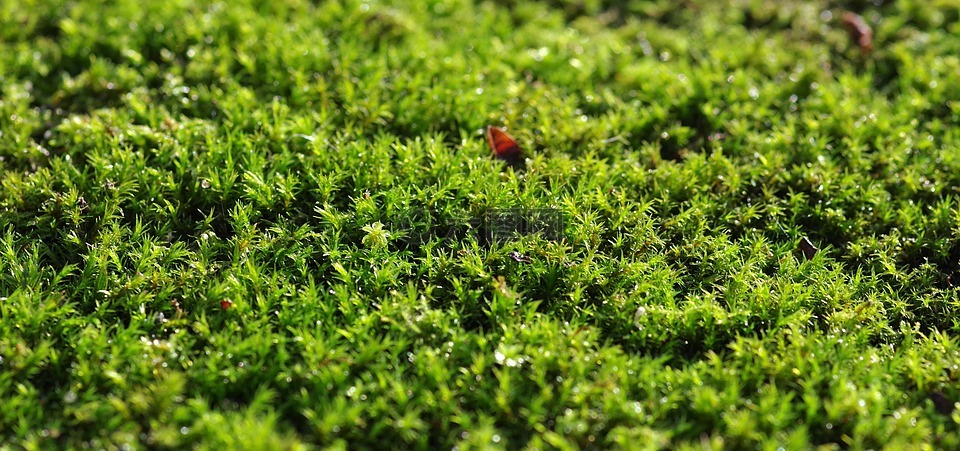苔藓,绿色,背景
