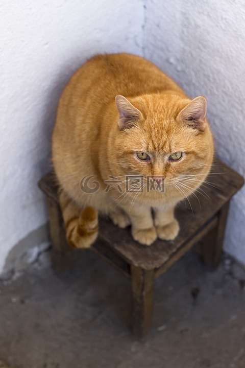 猫,红发,凳子