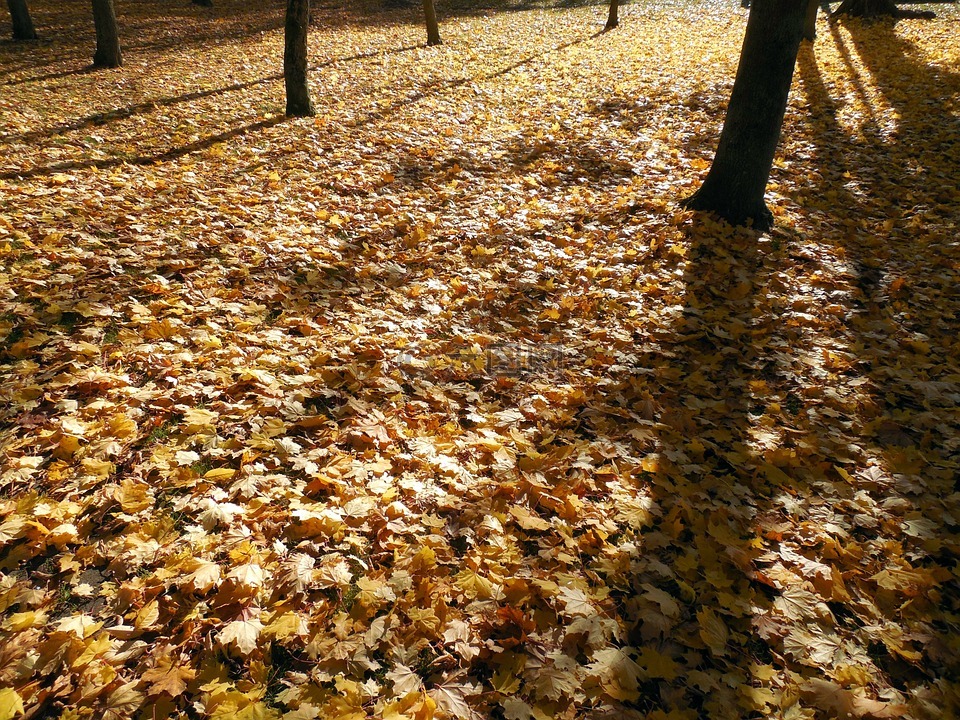 秋季,叶子,金