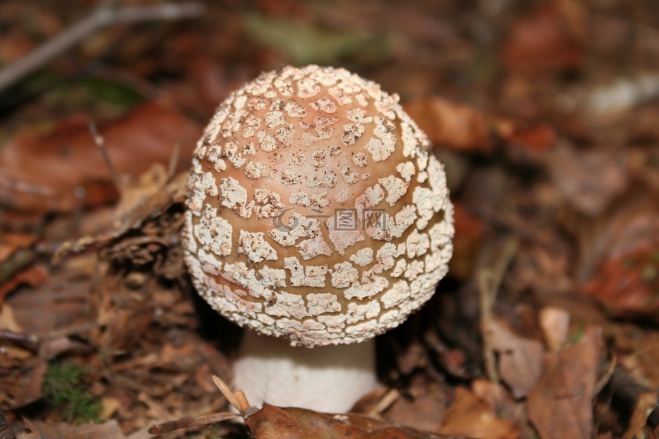 蘑菇,森林蘑菇,野生蘑菇