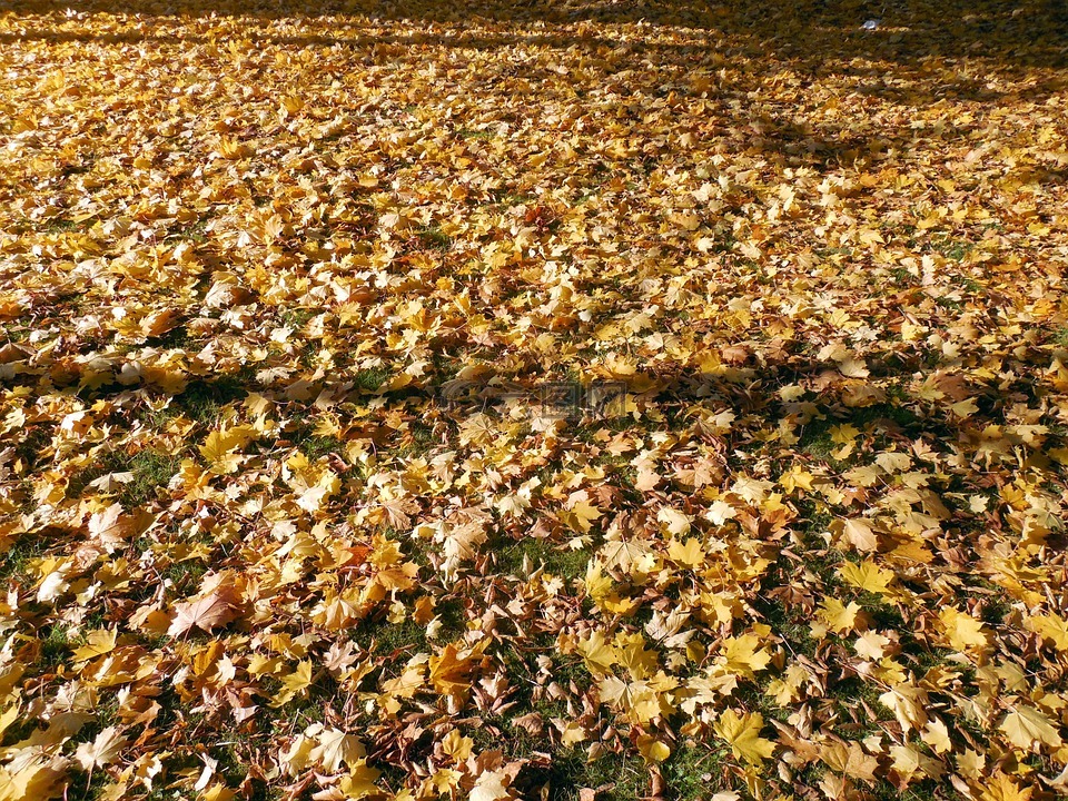 秋季,叶子,金