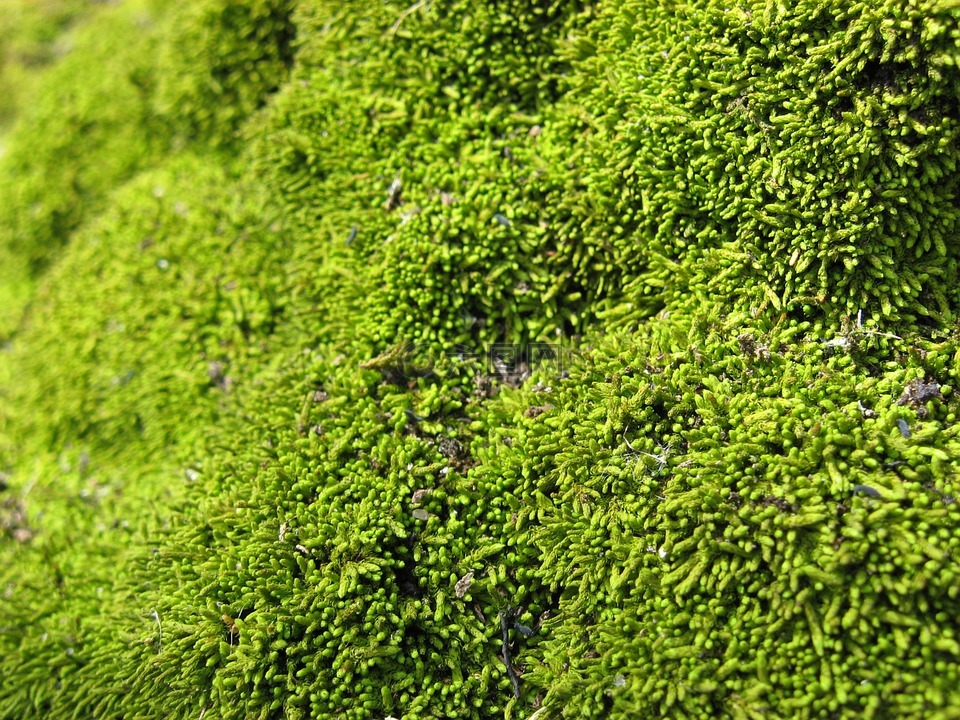 藓类植物绿色植物