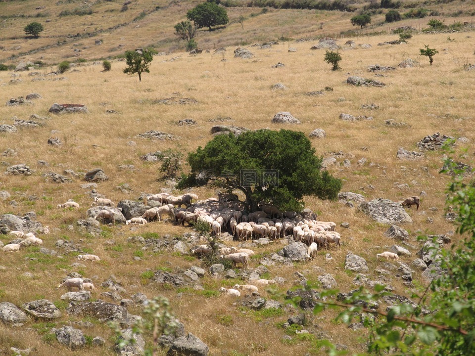 羊群的羊,撒丁岛,羊