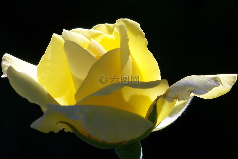 黄色,玫瑰,水华