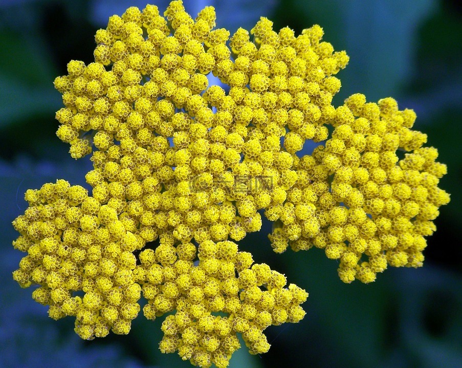 花,黄色,群集