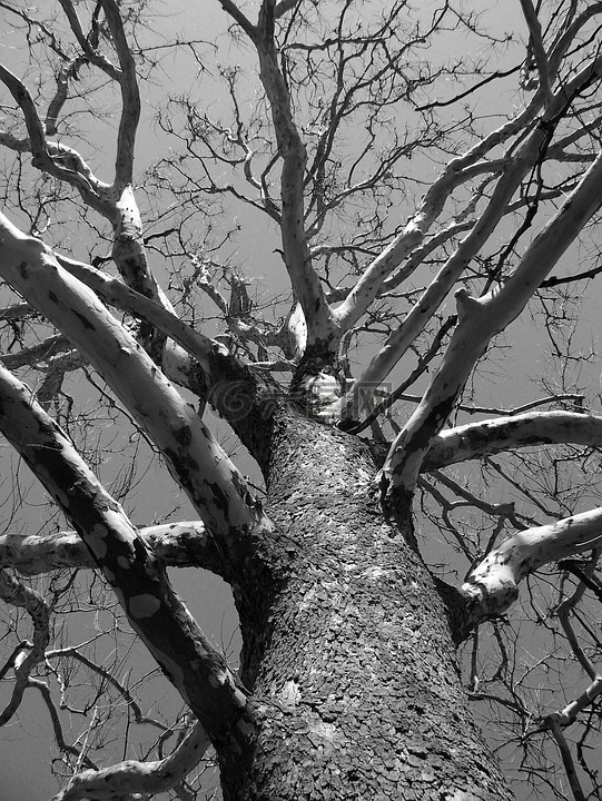 树,死亡,冬天