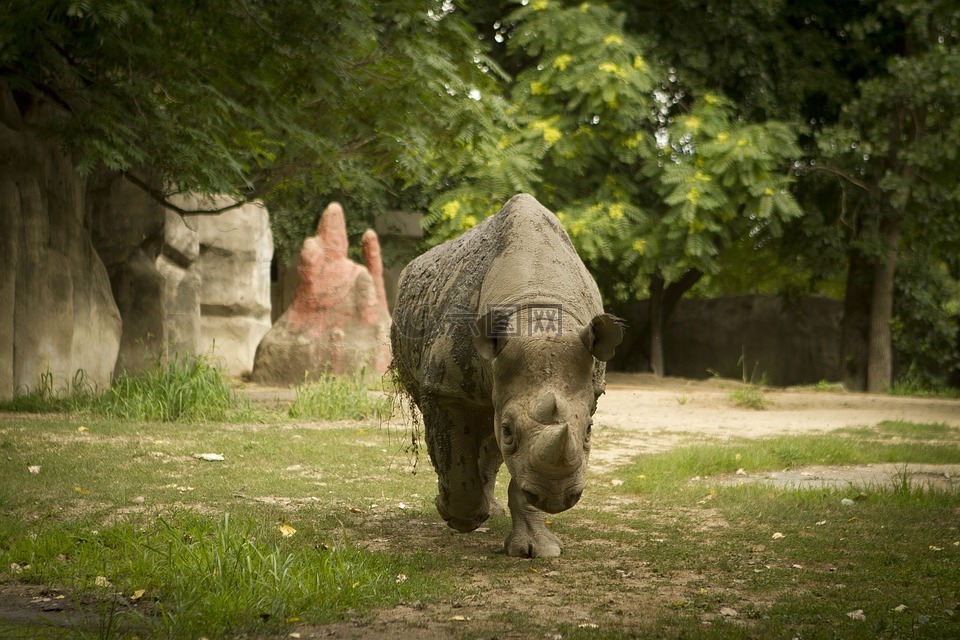 犀牛,犀牛在动物园,犀牛走向摄像机