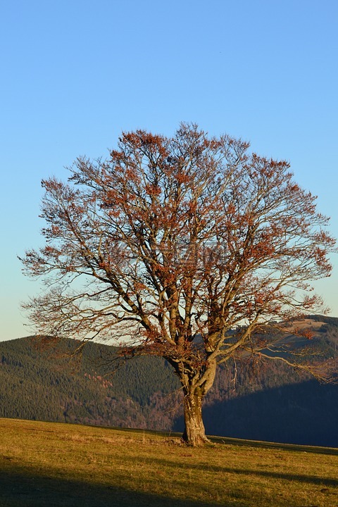 黑色的森林,弗赖堡,schauinsland