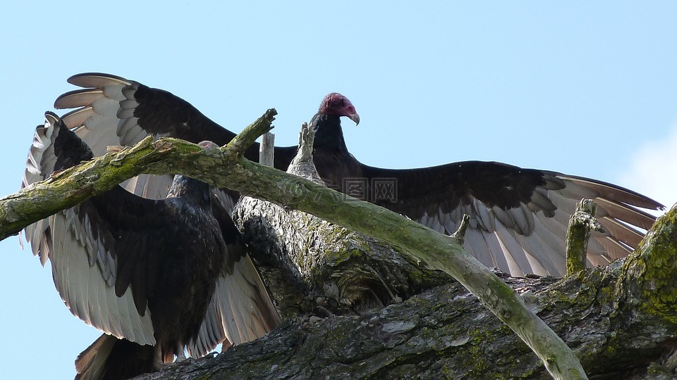 土耳其秃鹫,兀鹫,土耳其秃鹰