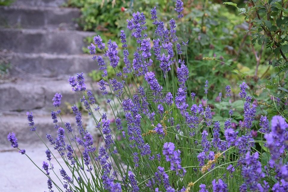 薰衣草,花园,紫色