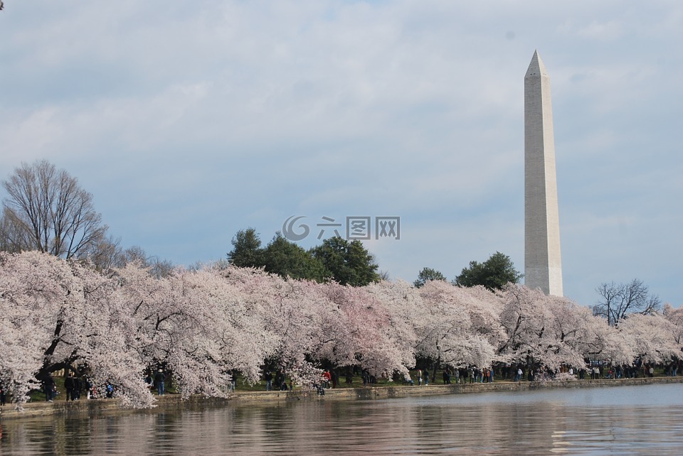 华盛顿,纪念碑,树