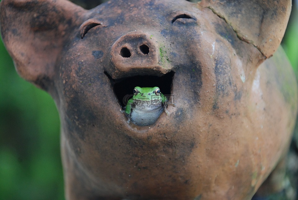 树蛙,猪,笑声