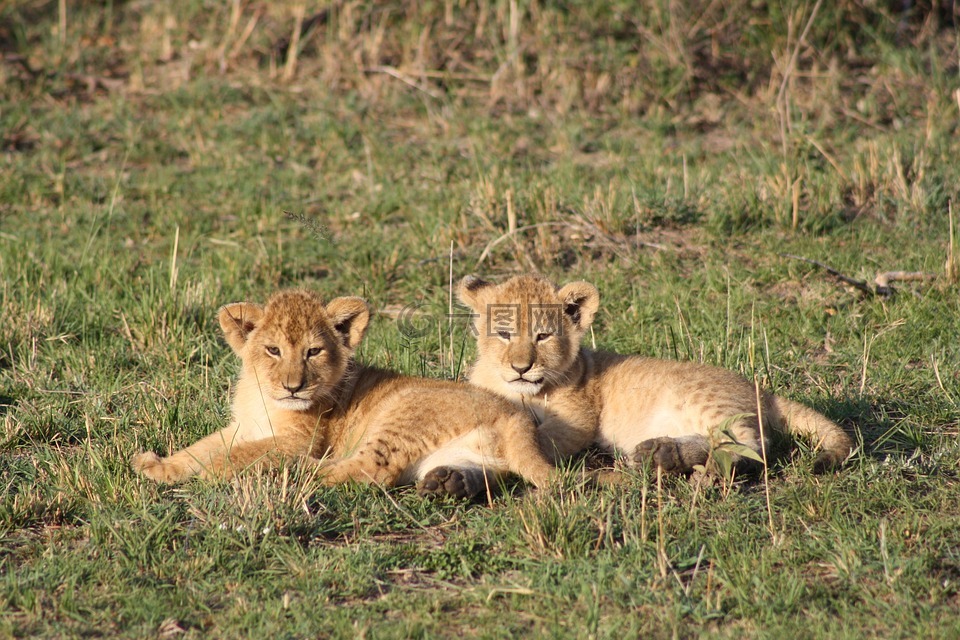 狮子的幼崽,非洲,肯尼亚