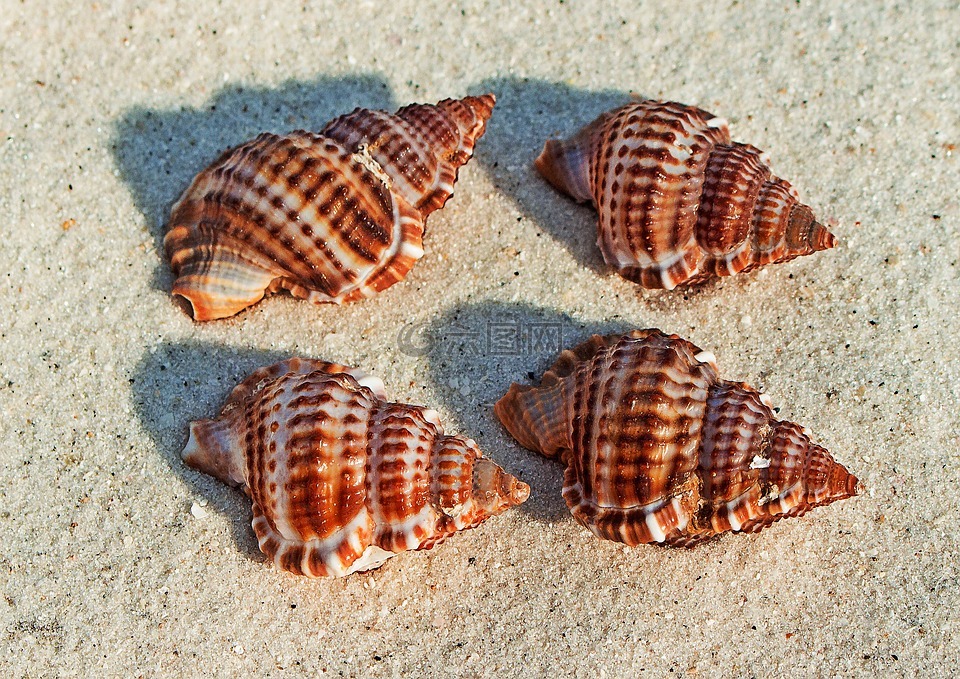 海贝壳,海滩,海滩的沙子