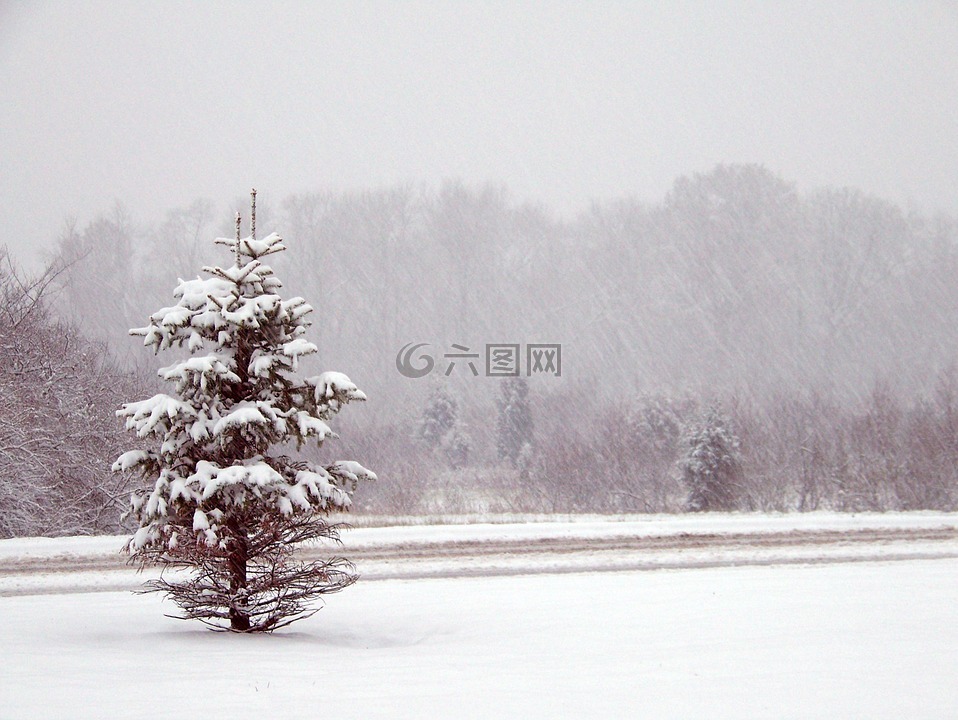 树,雪,针叶