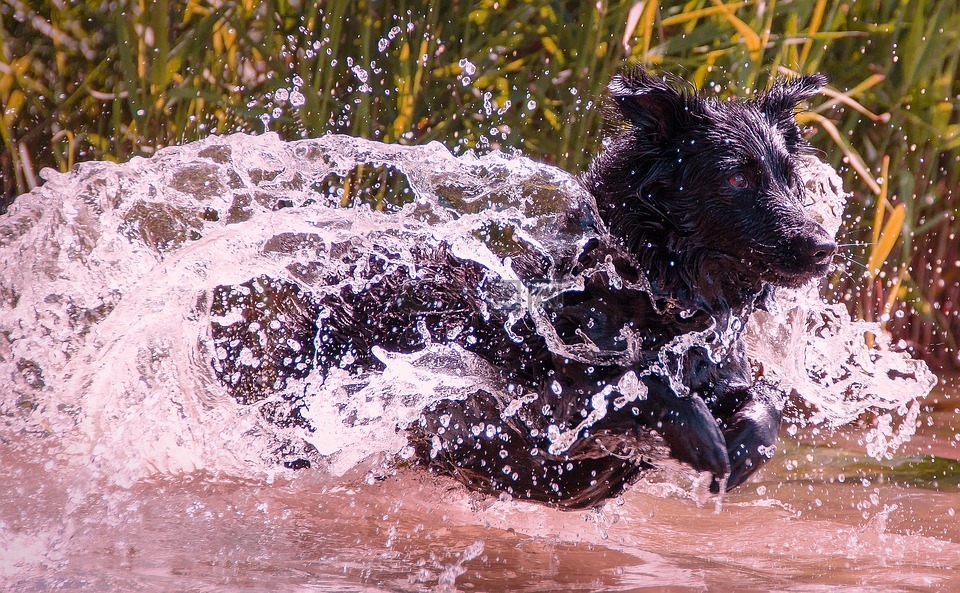湿的狗,狗,湿