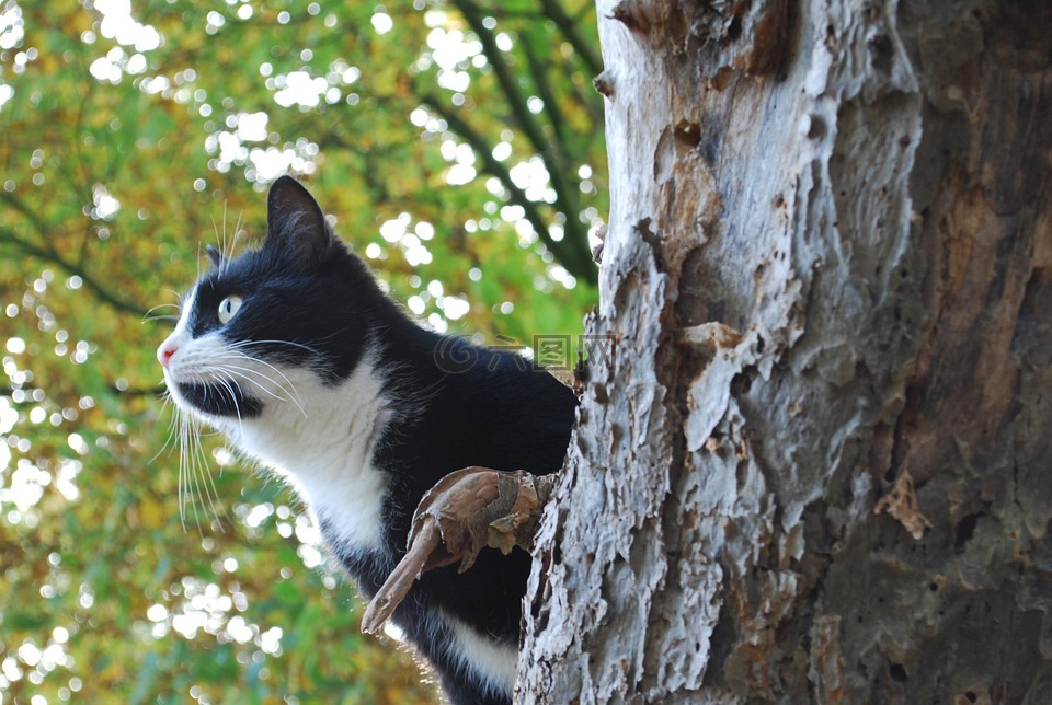 俄罗斯猫猫狩猎表情包图片