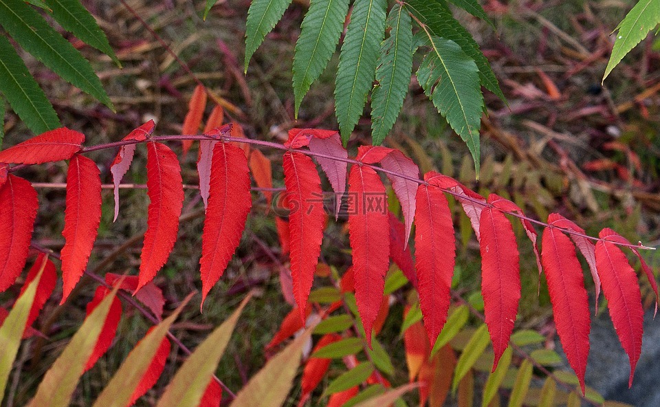 叶子,五颜六色的树叶,秋天的颜​​色