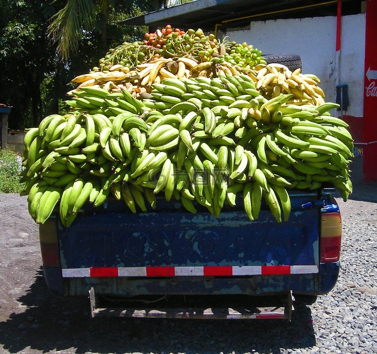 香蕉,车前草,卡车