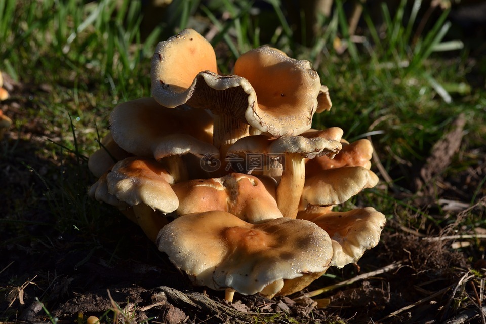 蘑菇,真菌,真菌秋