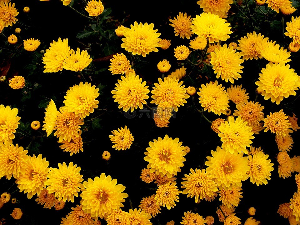 菊花,鲜花,黄色